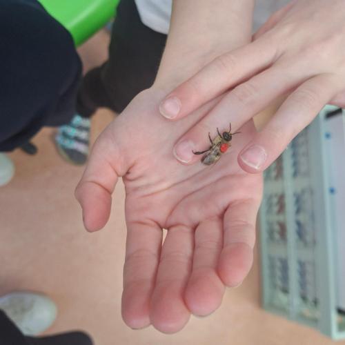Biene auf der Hand
