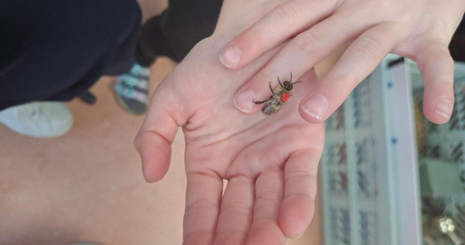 Biene auf der Hand